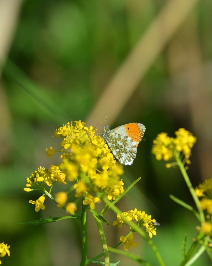 Pomarańczowy porada motyl zdjęcia stock Pomarańczowy porada motyl zdjęcia stock