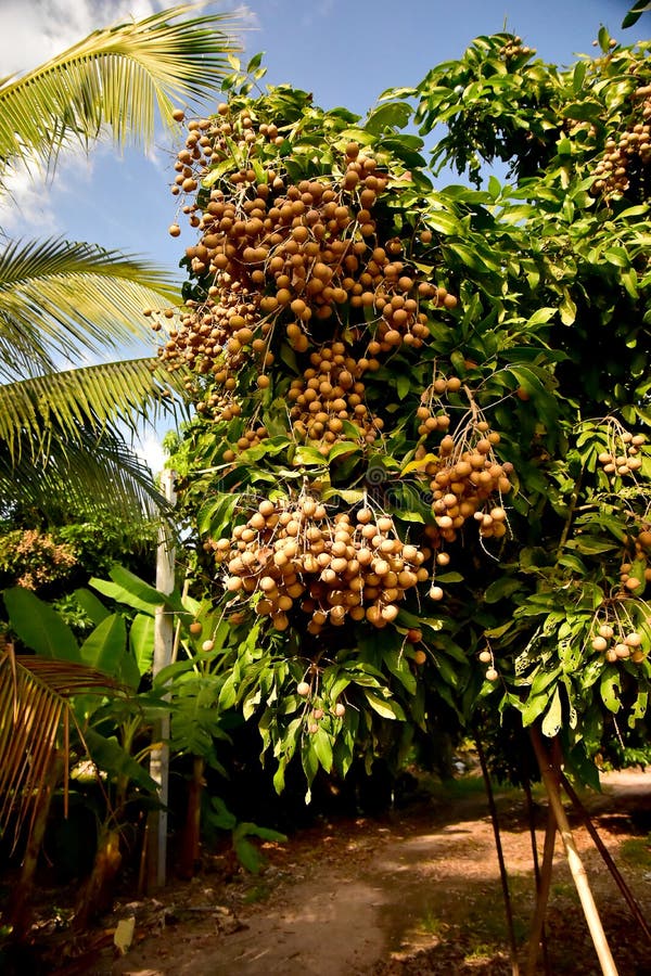 Pomares asiáticos do Longan na exploração agrícola plantada imagem de stock royalty free Pomares asiáticos do Longan na exploração agrícola plantada imagem de stock royalty free