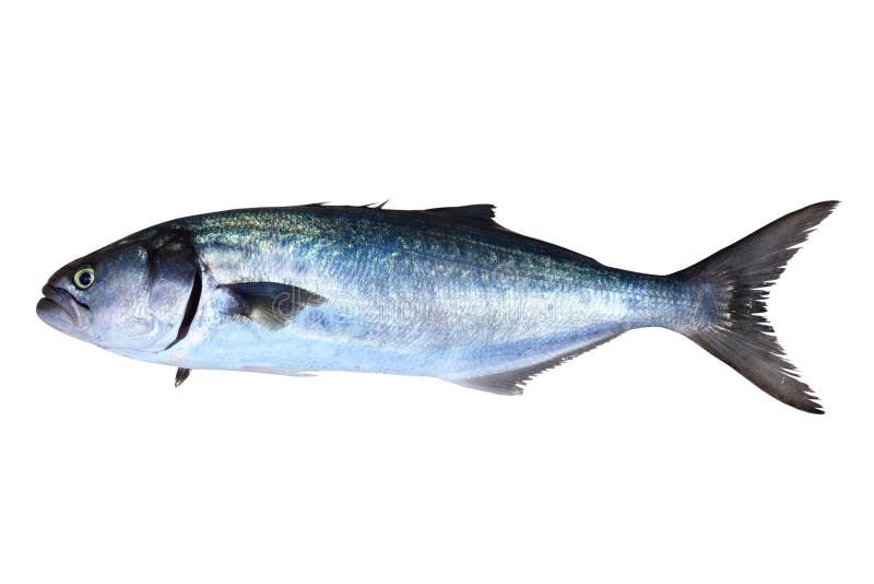 Pomatomus Saltatrix dos peixes da anchova isolado imagens de stock Pomatomus Saltatrix dos peixes da anchova isolado imagens de stock