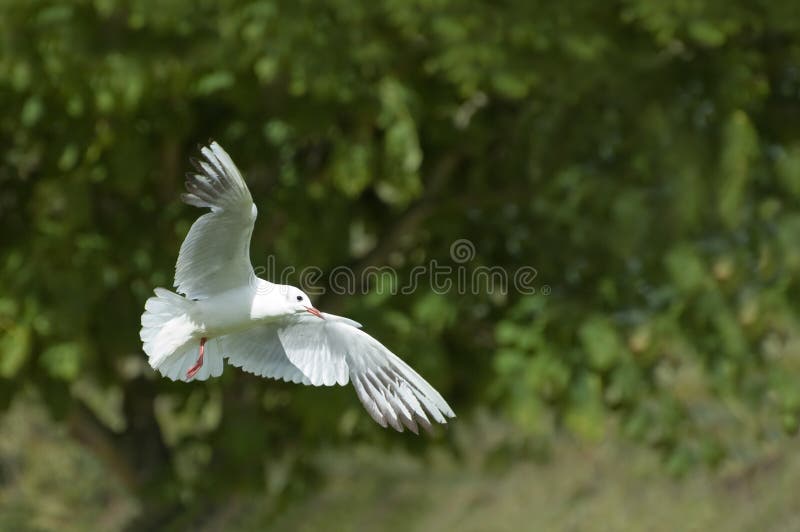 Pomba do branco foto de stock Pomba do branco foto de stock