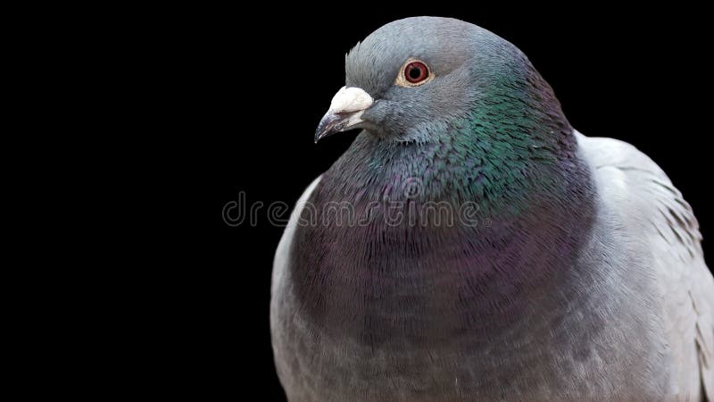 Pombo foto de stock. Imagem de branco, pena, beleza, pombo - 14491924