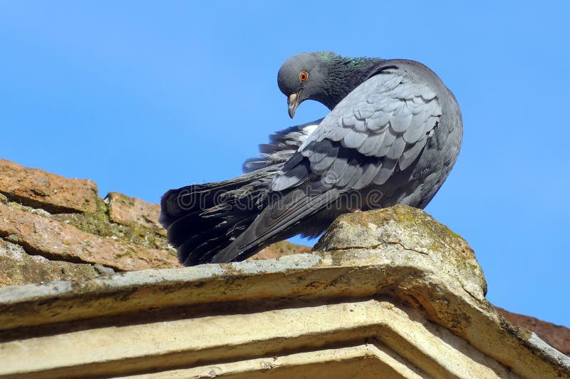 Pombo atento imagens de stock royalty free
