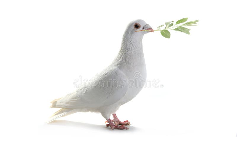 Pombo foto de stock. Imagem de branco, pena, beleza, pombo - 14491924