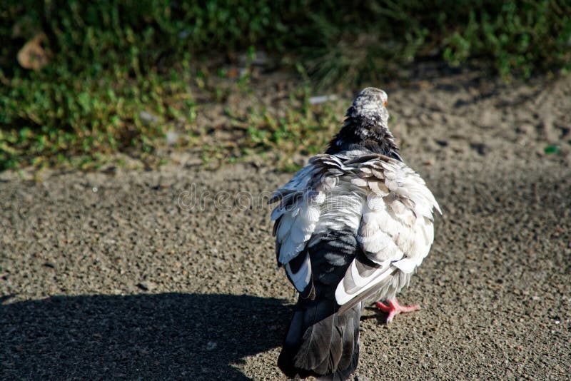 Pombo ou pomba que preparam-se para voar imagens de stock Pombo ou pomba que preparam-se para voar imagens de stock