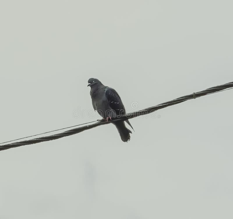 Um Retrato Preto E Branco De Um Simples Pombo Sentado Sobre Um Fio Elétrico  De Alta Tensão Preto. O Pássaro Está Olhando Em Volta Foto de Stock -  Imagem de bonito, olhar