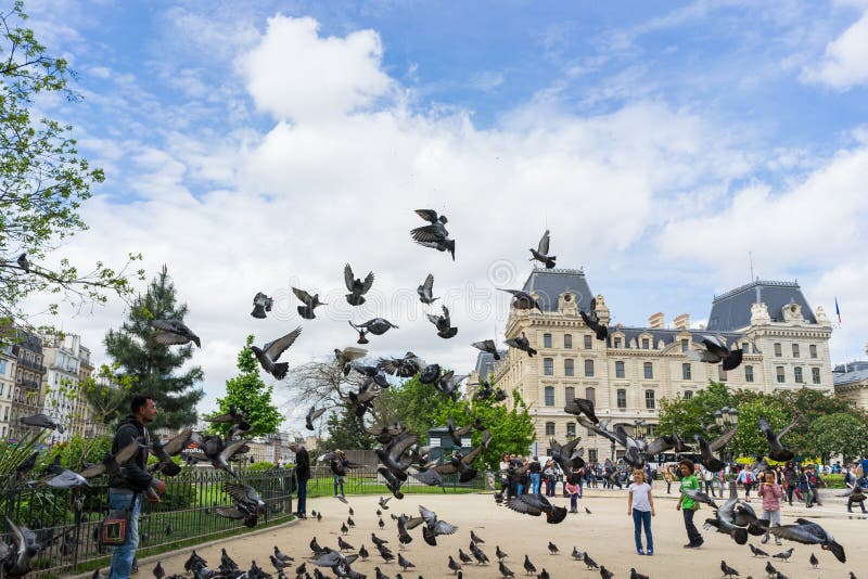 Pombos na frente de Notre Dame de Paris imagem de stock Pombos na frente de Notre Dame de Paris imagem de stock