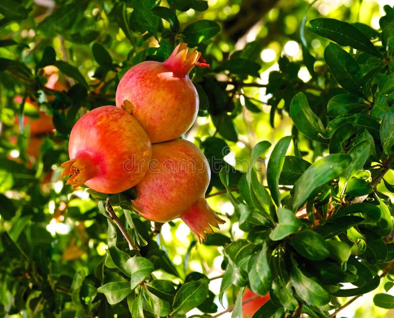 Pomegranate.