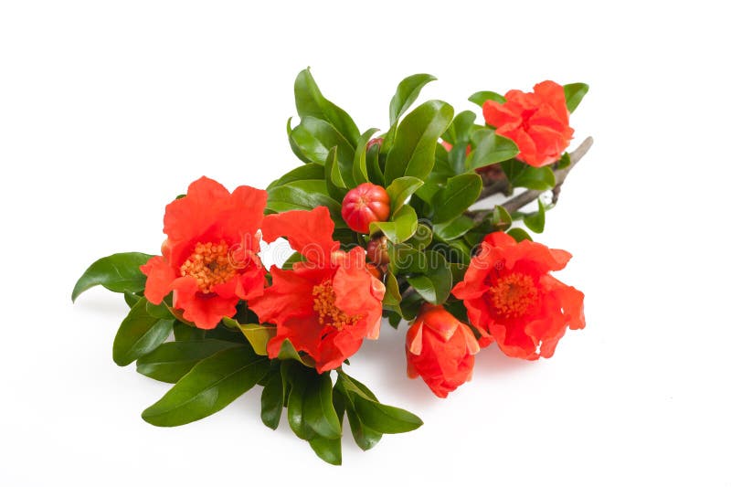 Pomegranate flowers royalty free stock image Pomegranate flowers royalty free stock image