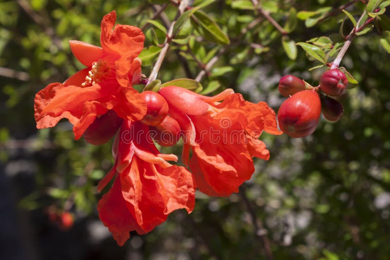 Pomegranate flowers royalty free stock photography Pomegranate flowers royalty free stock photography