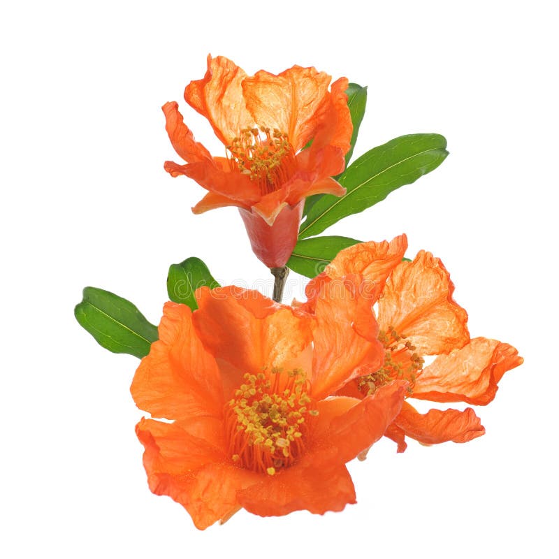Pomegranate flowers on a white background royalty free stock image Pomegranate flowers on a white background royalty free stock image