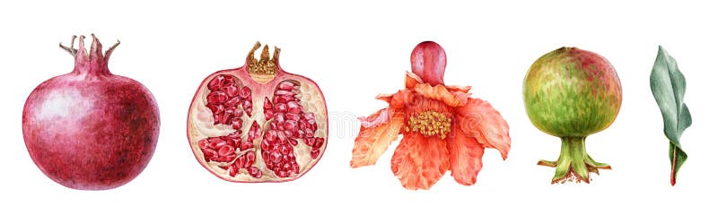 Pomegranate fruit and flower watercolor set. Hand drawn realistic tasty garnet red fruit. Pomegranate close up elements.