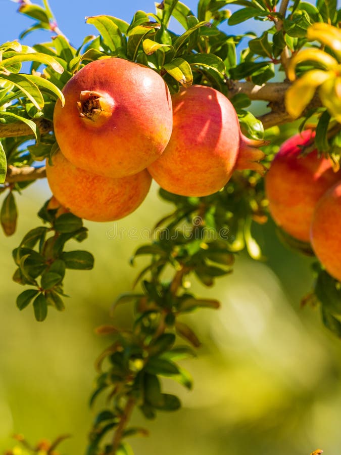 Pomegranate Fruit on Green Tree. Stock Photo Image of ripe, branch