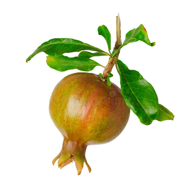 Pomegranate Isolated On White Background Stock Photo - Image of tree