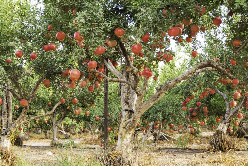 Pomegranate Orchard with Rows of Trees with Ripe Fruits on the Branches