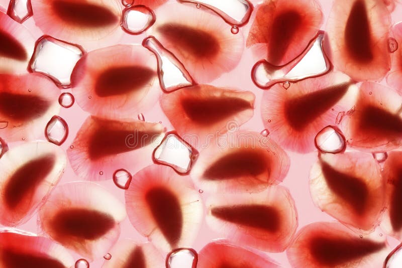Pomegranate seeds stock image. Image of light, seeds 258739055