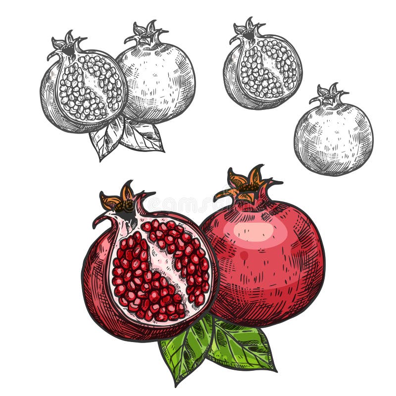 Pomegranate vector sketch fruit cut section icon vector illustration Pomegranate vector sketch fruit cut section icon vector illustration