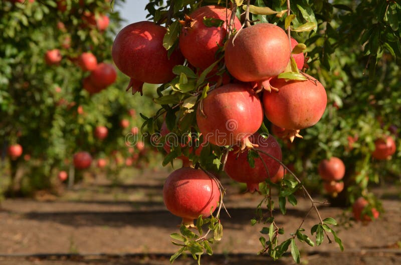 15,720 Pomegranate Tree Stock Photos - Free & Royalty-Free Stock Photos  from Dreamstime