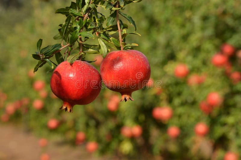15,720 Pomegranate Tree Stock Photos - Free & Royalty-Free Stock Photos  from Dreamstime