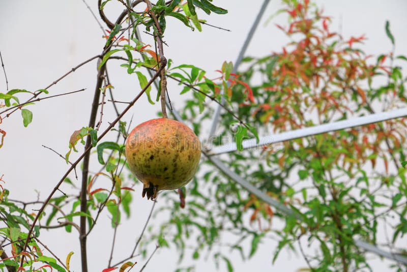 Pomegranate on the tree with copy space add text royalty free stock images