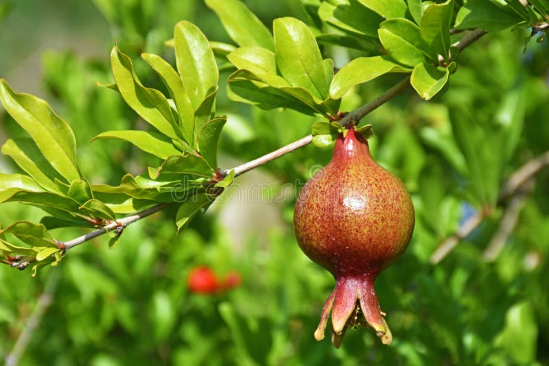 Pomegranate on tree with green background