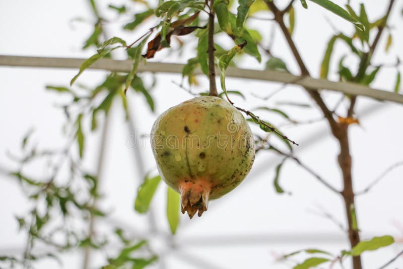 Pomegranate on the tree with copy space add text royalty free stock images