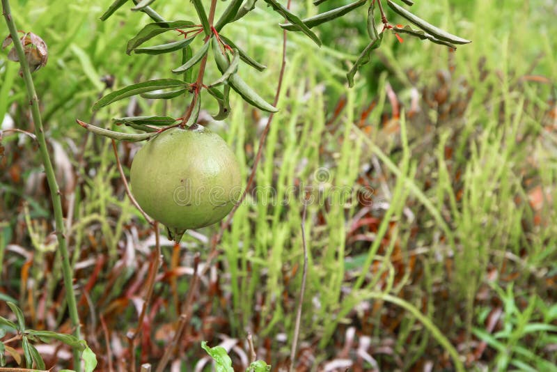Pomegranate on the tree :Select focus with shallow depth of field royalty free stock image