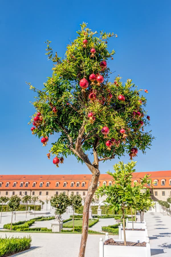 Granátové jablká strom proti modrej oblohe