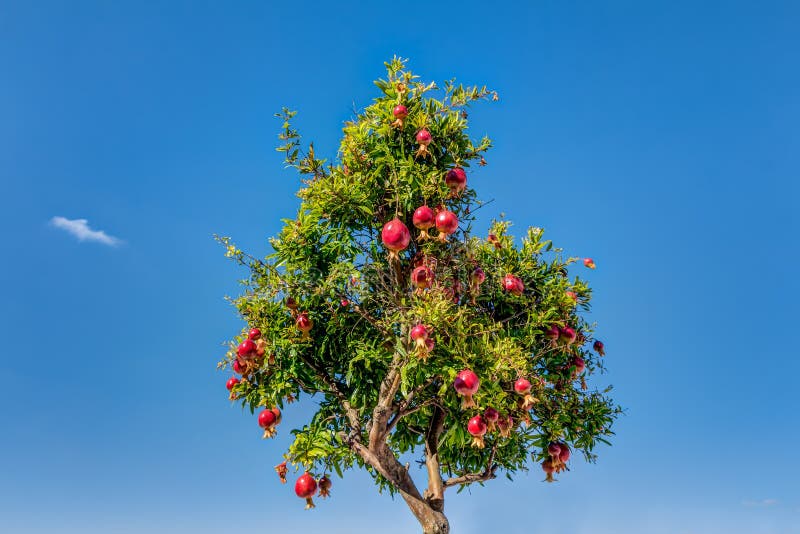 Pomegranates tree against blue sky