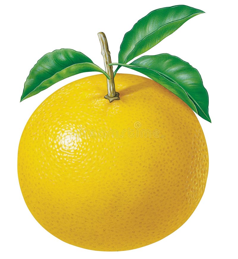 Pomelo fresco ilustración del vector. Ilustración de postre 27404029