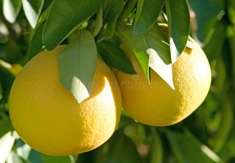 Pomelo en el árbol imágenes de archivo libres de regalías Pomelo en el árbol imágenes de archivo libres de regalías