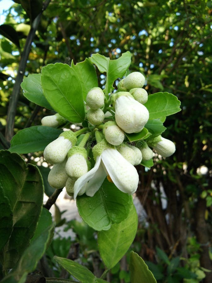 Pomelo Flower On The Wooden Chair Stock Photo Image of citrus, chair