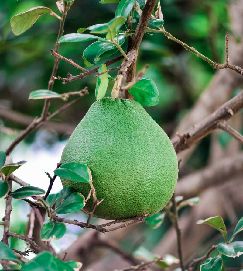 Pomelo fruit stock photo. Image of citrus, tropical, fresh 57225480
