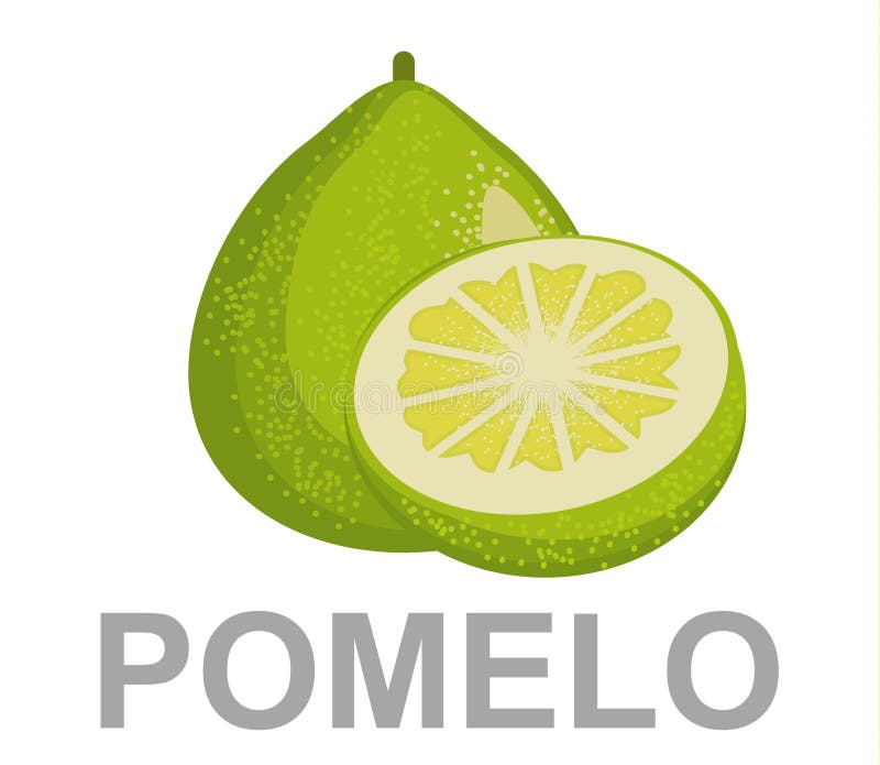 Illustration Pomelo Stock Illustrations 2,096 Illustration Pomelo