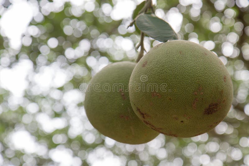 Pomelo Fruit is almost Ripe Stock Photo Image of branch, ripe 177191868