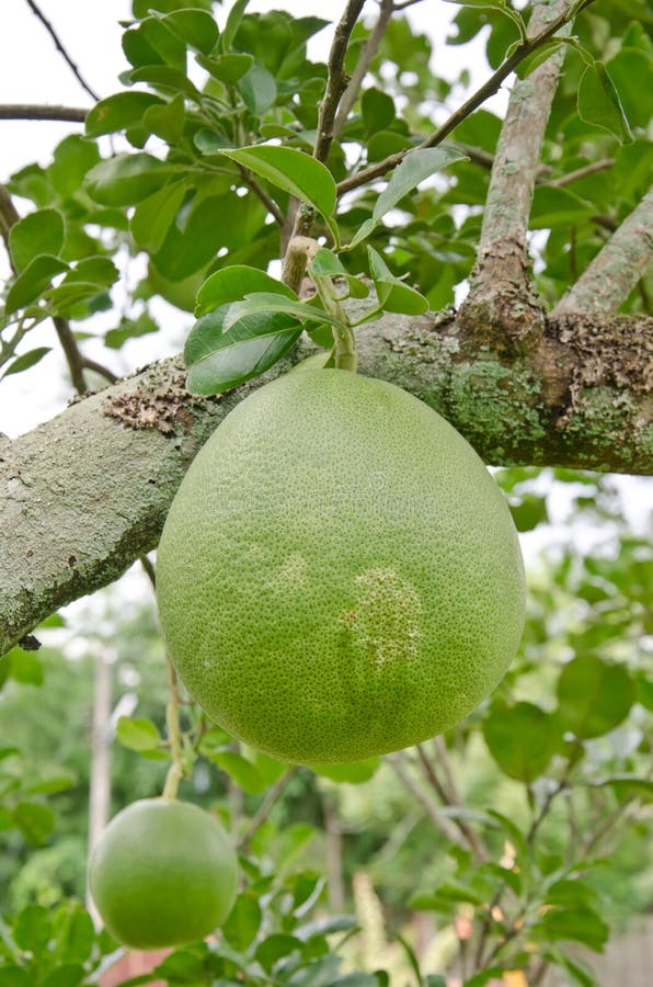 Pomelo fruit stock image. Image of hang, juicy, orchard 32711539