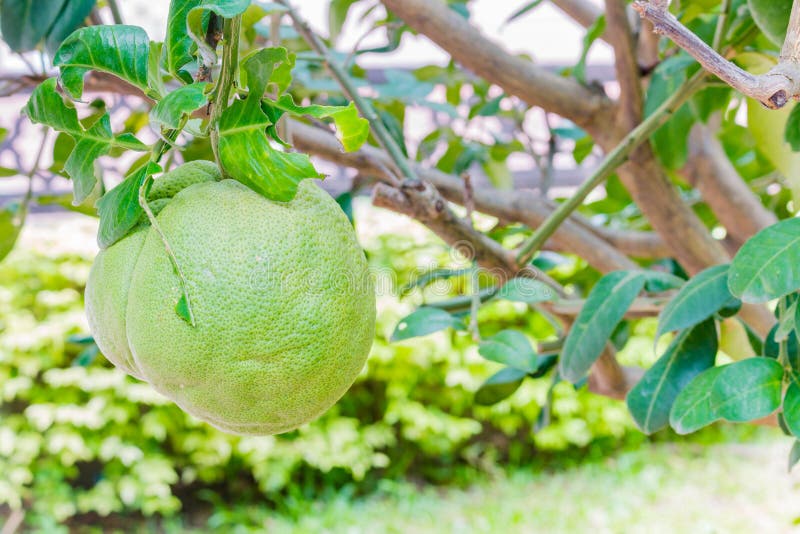 Pomelo fruit stock image. Image of orange, pomelo, healthy 68484323