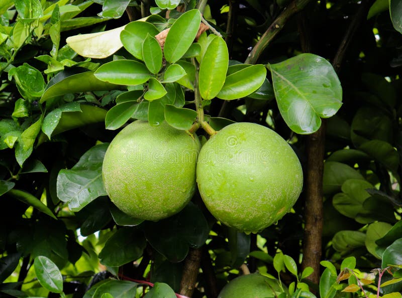 Pomelo Fruit in the Tree. Helthy Green Pomelo Fruit Stock Photo Image