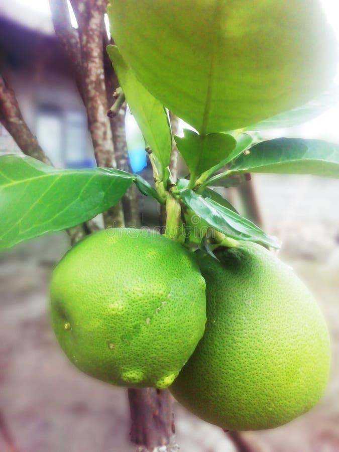 Pomelo. stock photo. Image of stem, green, plant, leaves 62731114