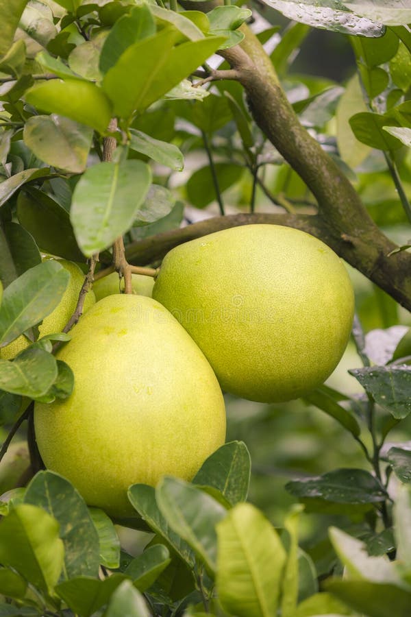 Pomelo Fruit Isolated on White Background Stock Photo Image of color