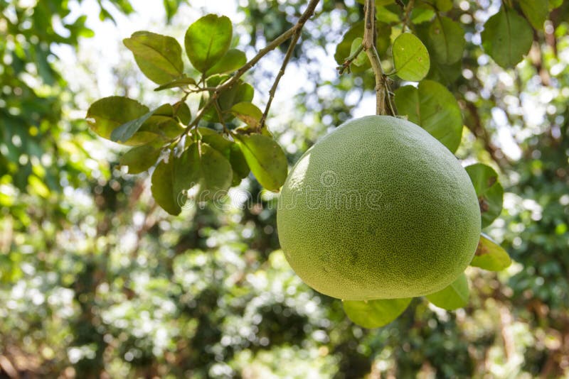 Growing Pomelo On The Plant, Tropical Fruit From The Mekong Delta