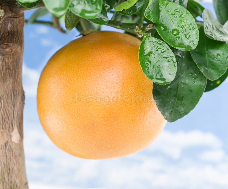 Pomelo maduro imagen de archivo. Imagen de corte, objeto 13026403