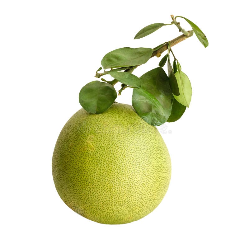 Pomelo o pomelo chino imagen de archivo. Imagen de rebanada 31980203