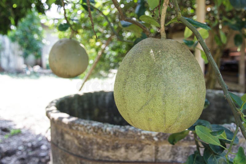 Pomelo orchards stock photo. Image of healthy, natural 34244202