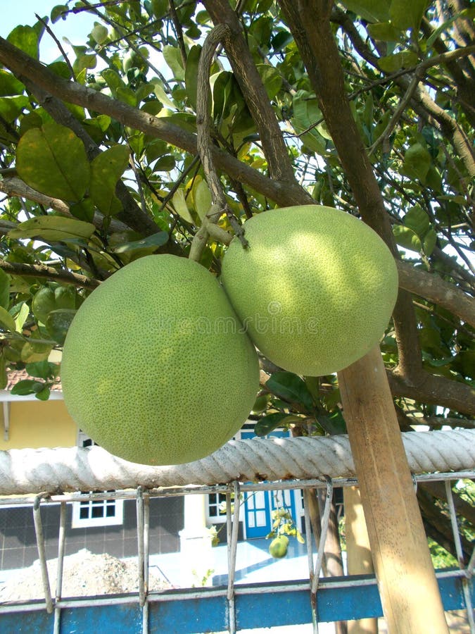Pomelo Pummelo Fruits and Tree Stock Image Image of growth, dieting