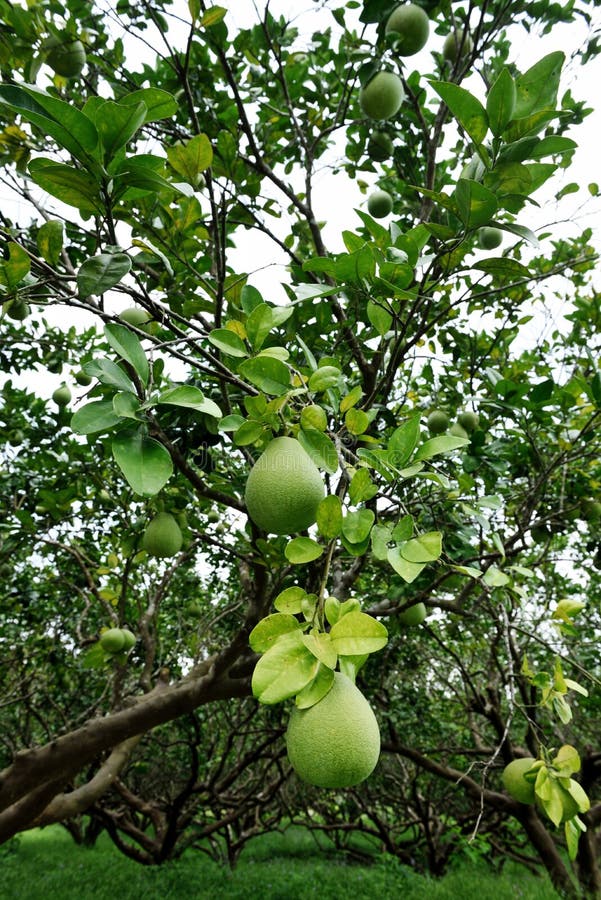 Pomelo tree stock image. Image of vitamins, plant, taiwan 57765503