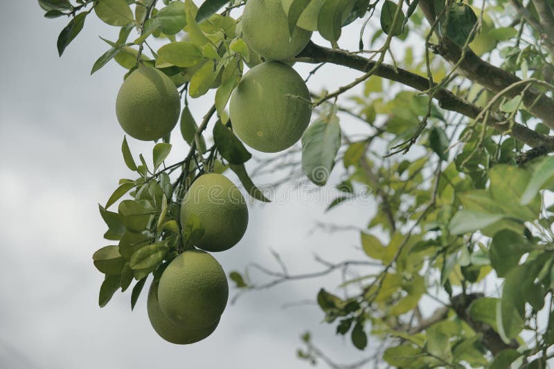 Pomelo tree. stock photo. Image of season, pomelos, fruit 42903746