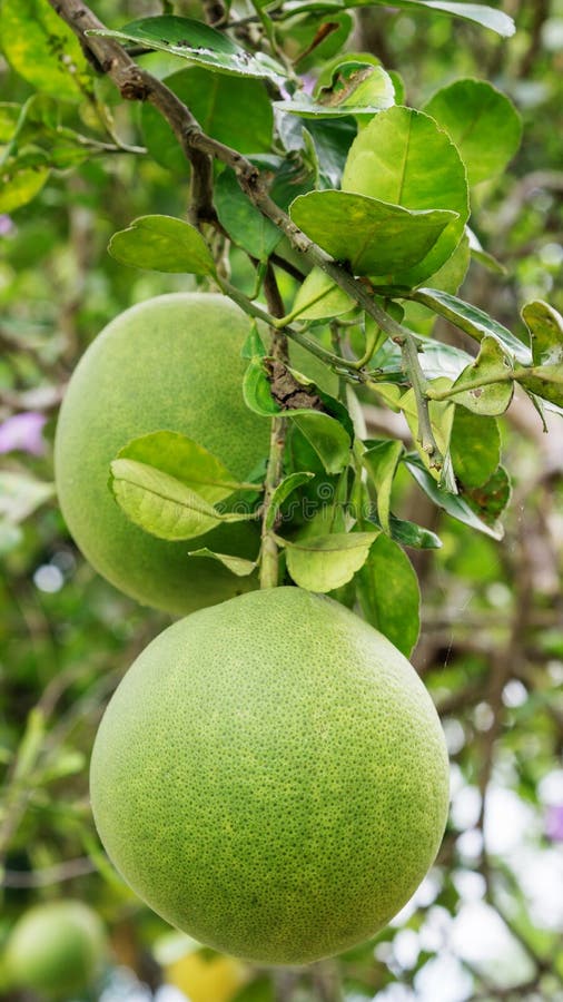 Orchard Pomelo stock image. Image of maxima, grapefruit 7420591