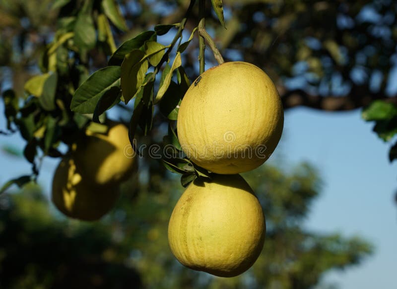 Pomelo on Tree in Southern Vietnam Stock Image Image of farm, juicy