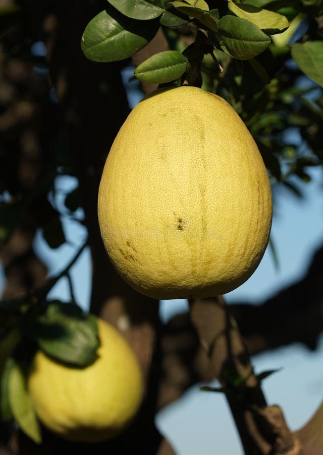 Pomelo on Tree in Southern Vietnam Stock Image Image of harvest