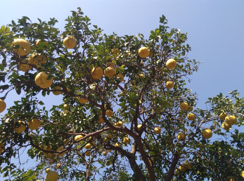 Pomelo on Tree in Southern Vietnam Stock Image Image of farm, juicy